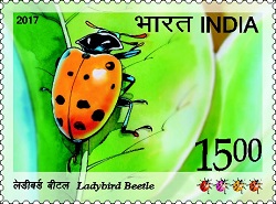 Ladybird Beetle 01