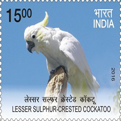 Lesser Sulphur-crested Cockatoo