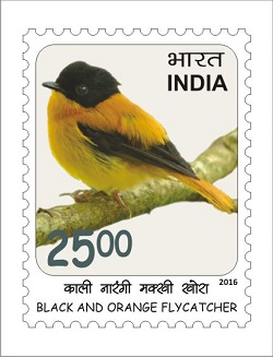 Black And Orange Flycatcher