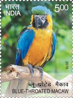 Blue-Throated Macaw